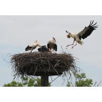 3140_0672  Storchennest mit Jungstörchen; Elternteil bringt Baumaterial fürs Nest. | Fruehlingsfotos aus der Hansestadt Hamburg; Vol. 2
